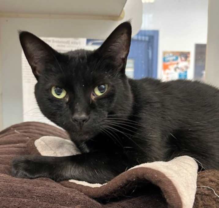 Photo of Felix (bonded with Amelia)