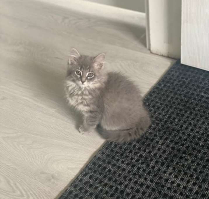 Photo of Oakley