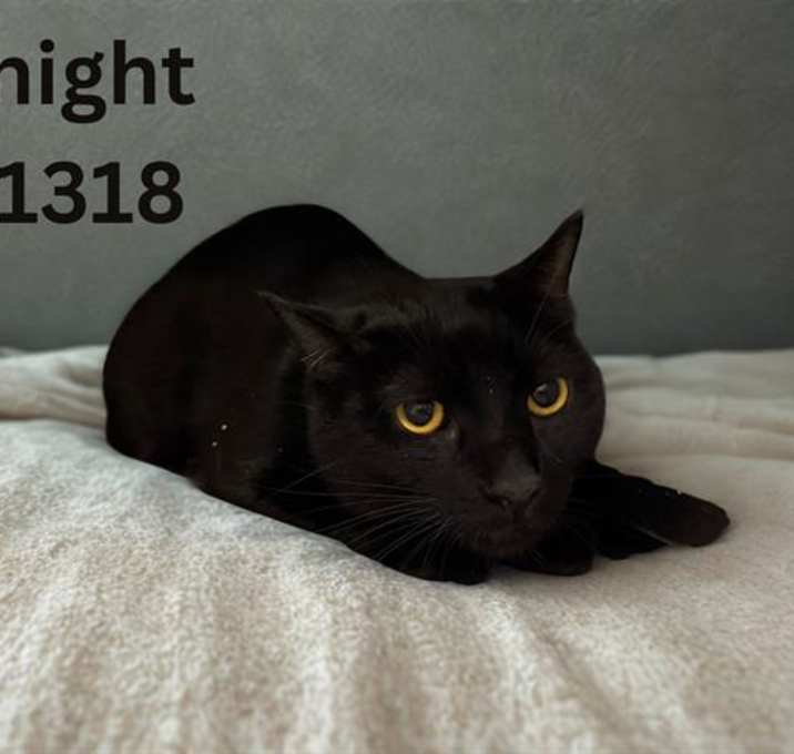 Photo of MIDNIGHT