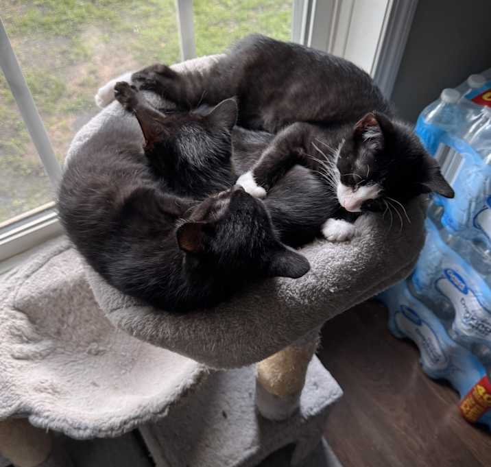 Photo of Kitten