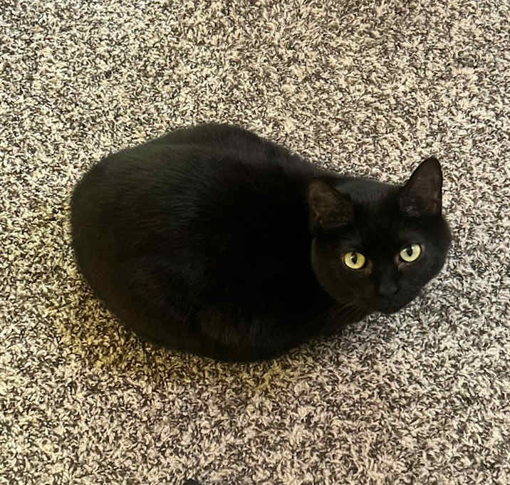 Photo of Sable