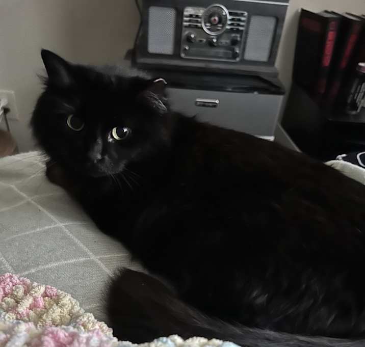 Photo of Luna