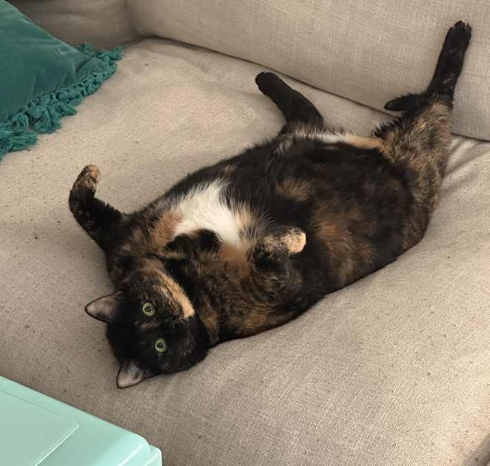 Photo of Biscuit