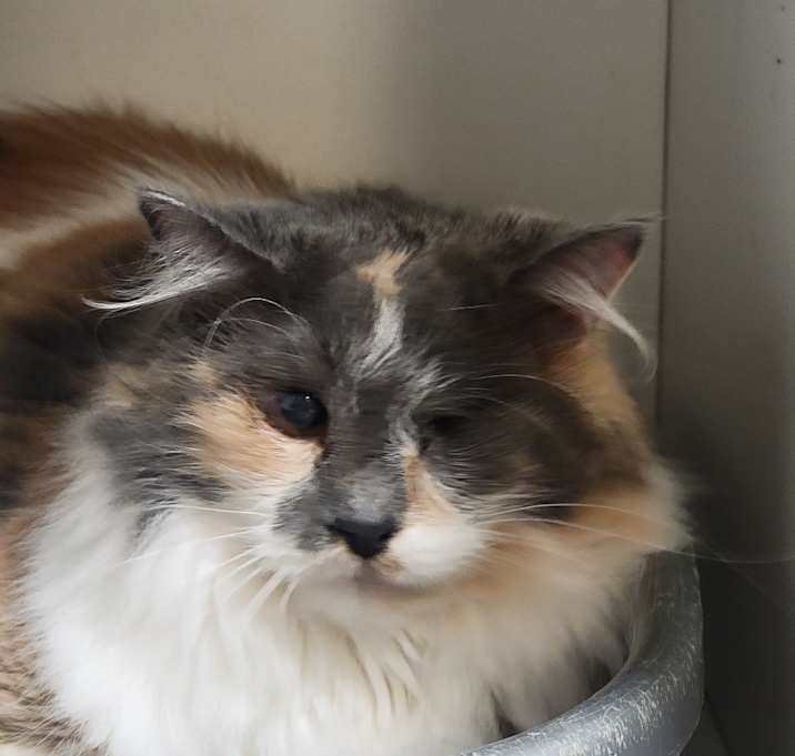 Photo of Cleopatra