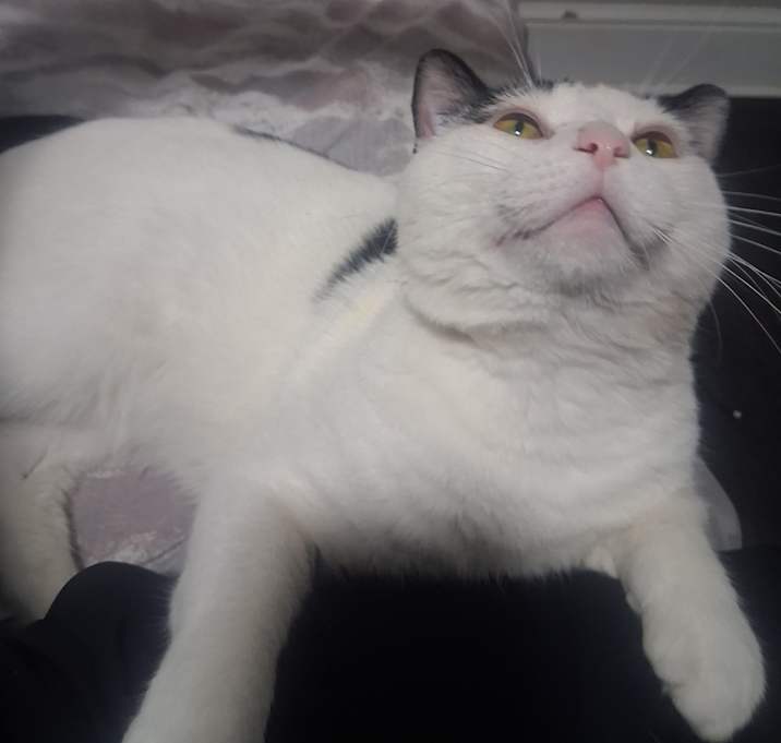 Photo of Oreo