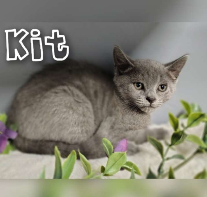 Photo of Kit