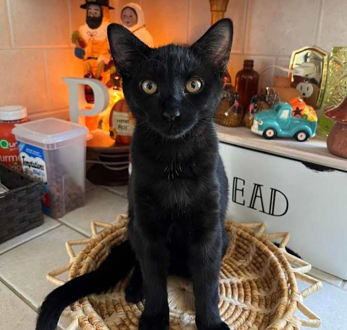 Photo of Casper Jade