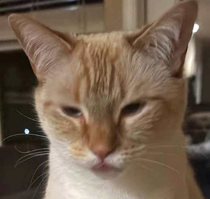 Photo of Kit