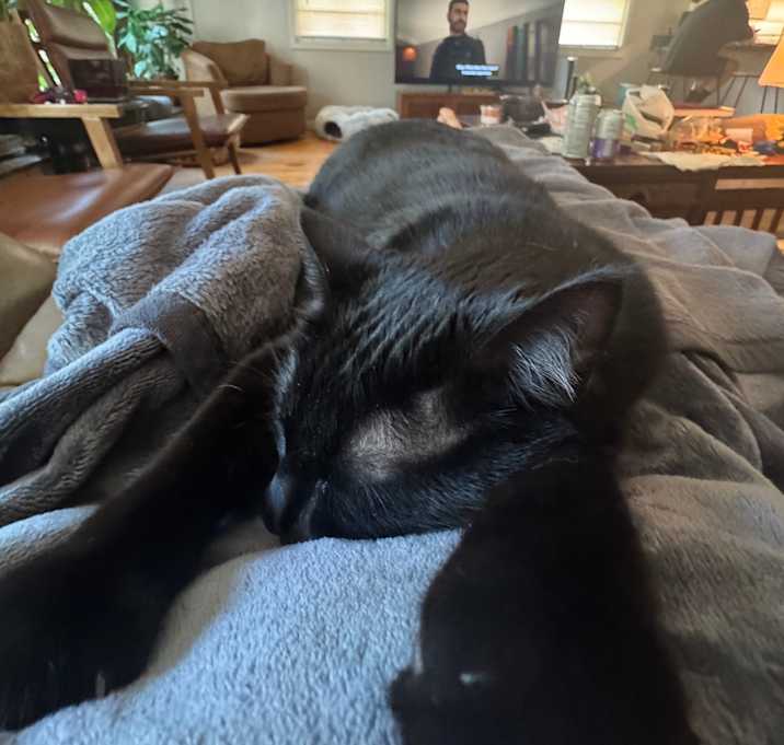 Photo of Olive
