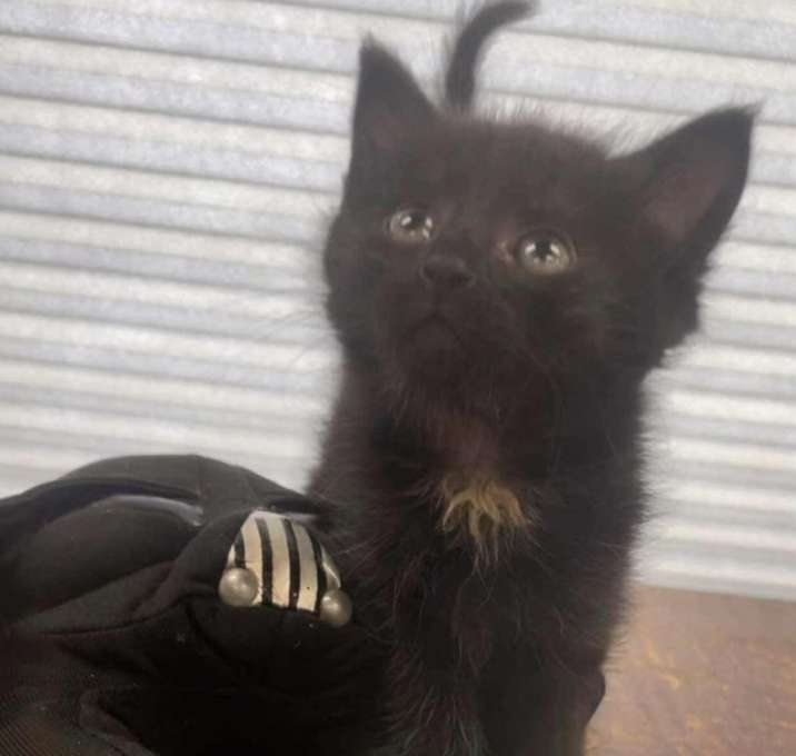 Photo of Skywalker