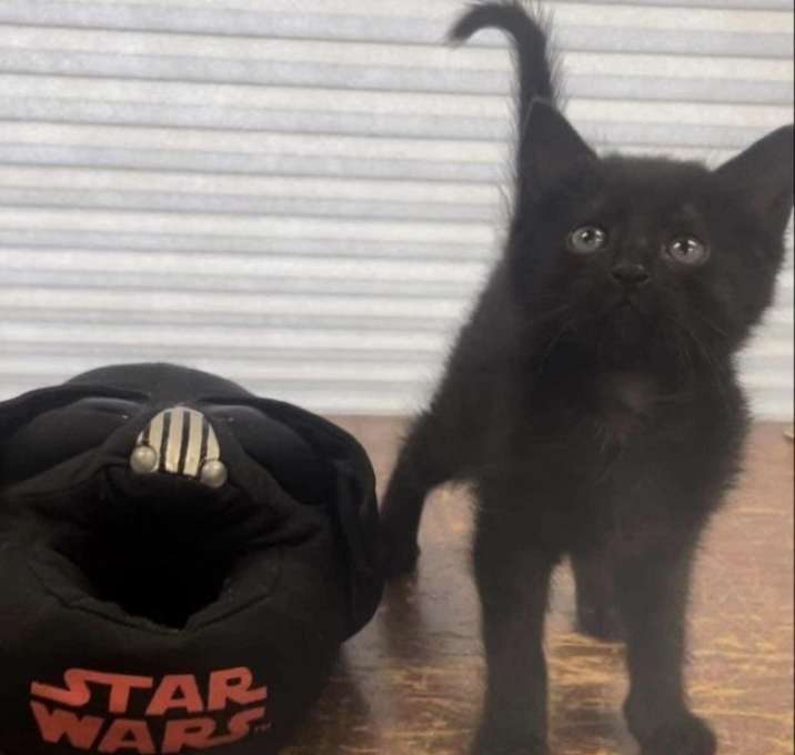 Photo of Vader