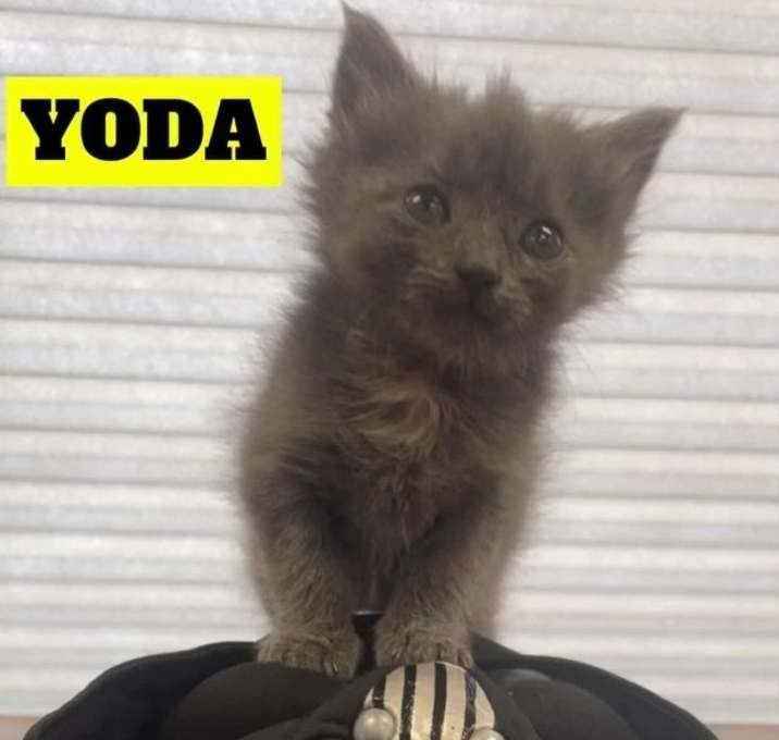 Photo of Yoda