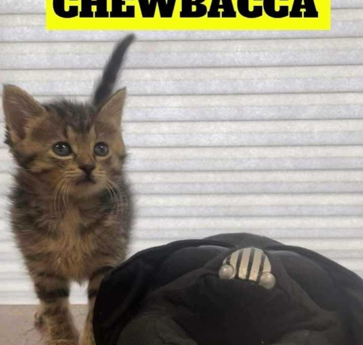 Photo of Chewbacca