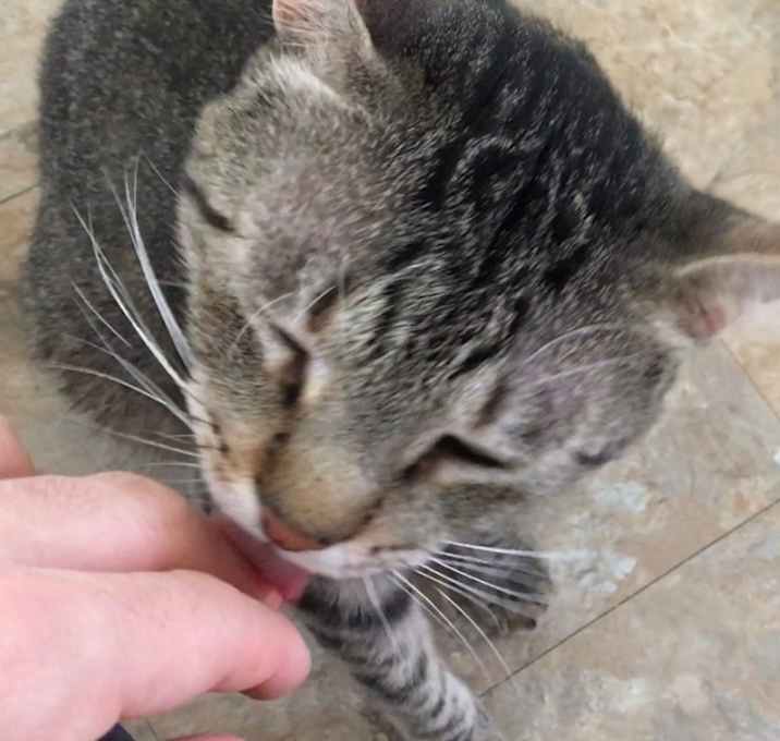 Photo of Matcha