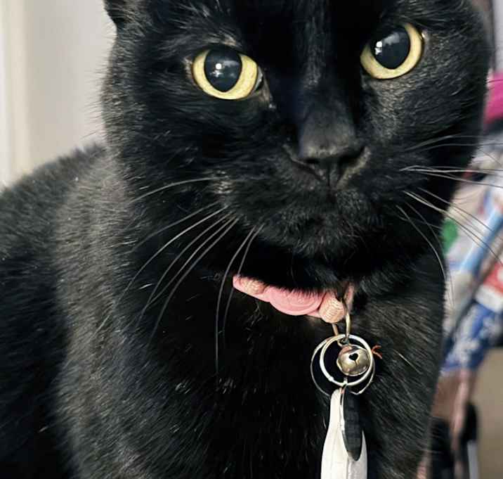 Photo of Sadie