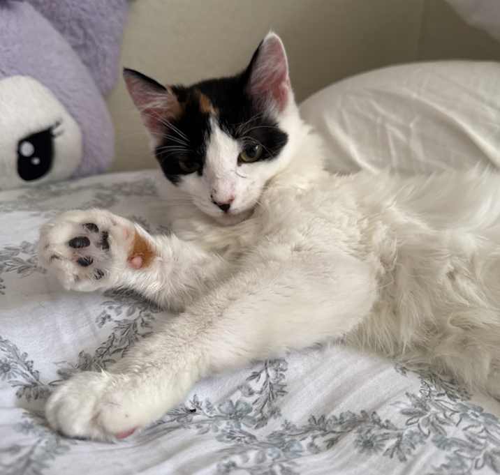 Photo of Miumiu