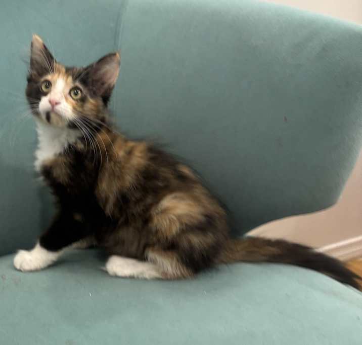 Photo of Truffle