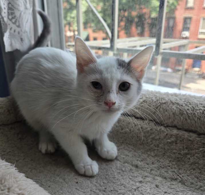 Photo of Violet