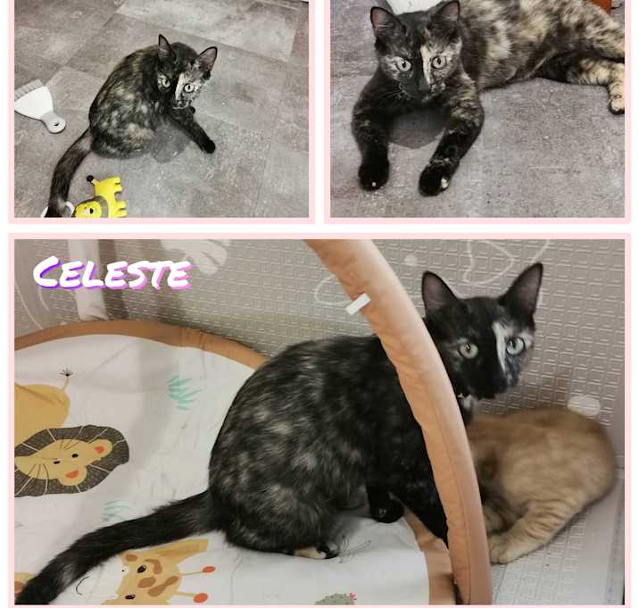 Photo of Celeste