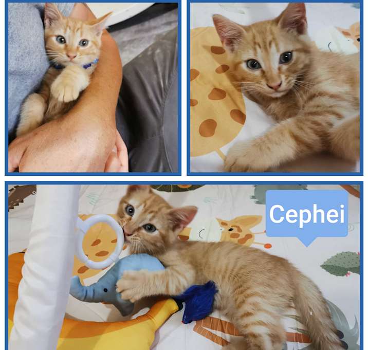 Photo of Cephei