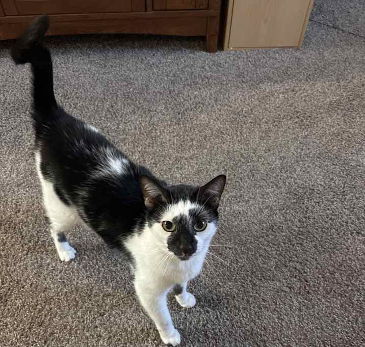 Photo of Bandit