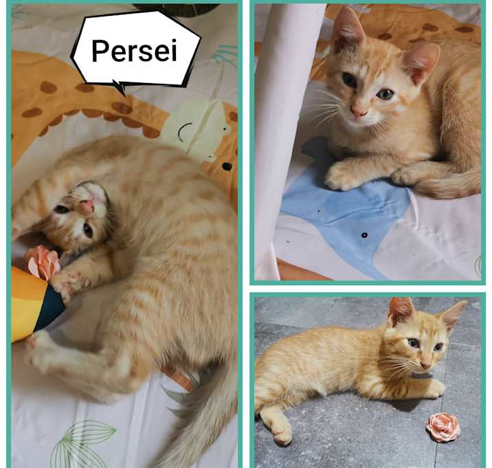 Photo of Persei