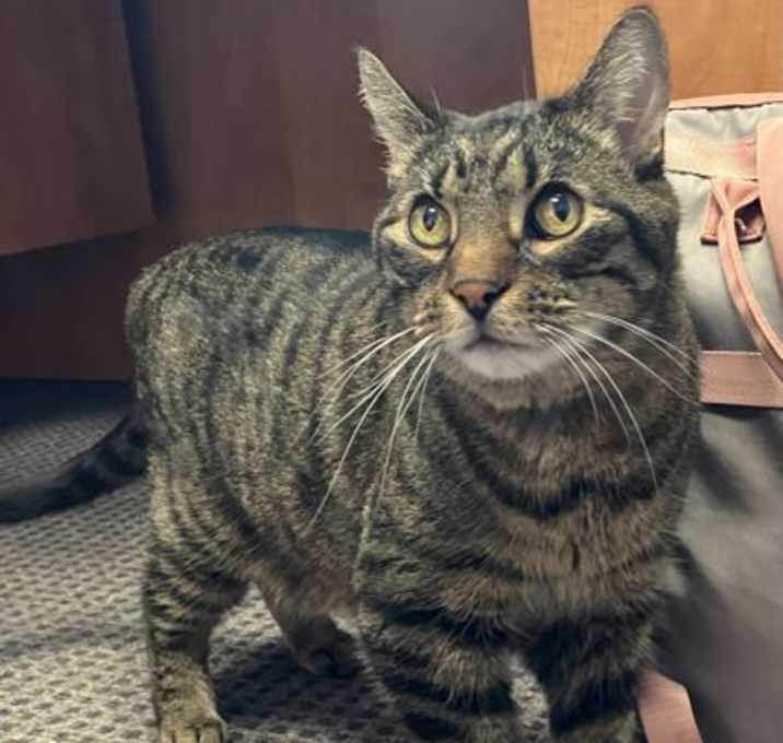 Photo of Gizmo