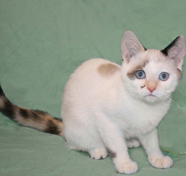 Photo of Kapri