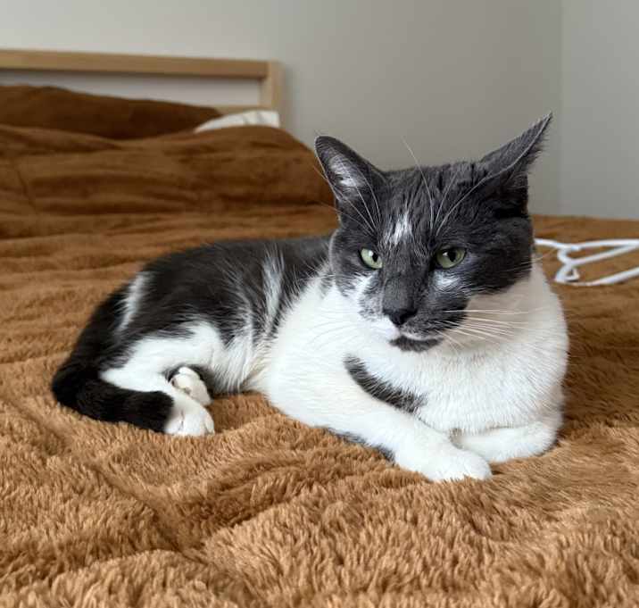 Photo of Zelda