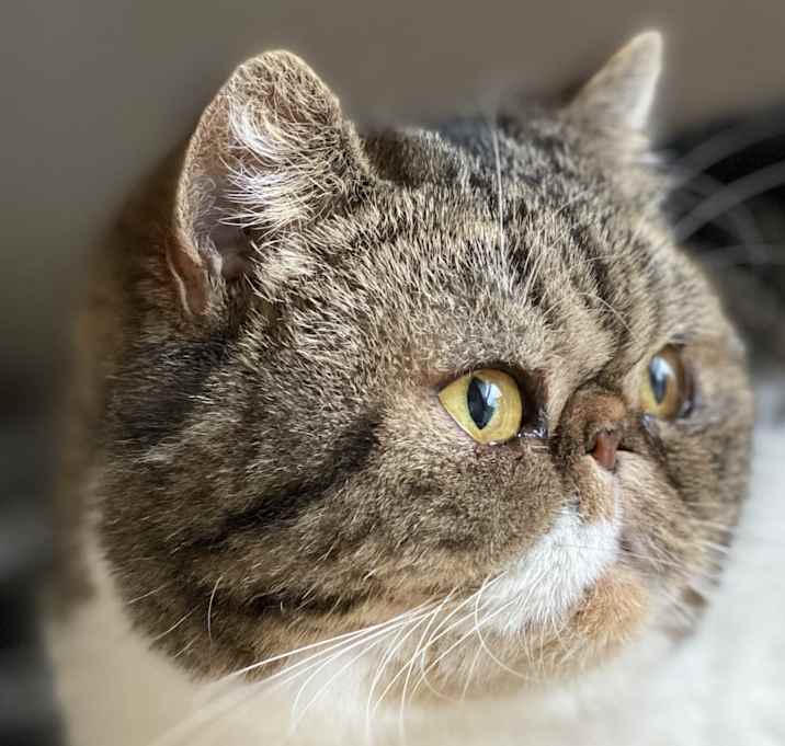 Photo of Whiskey