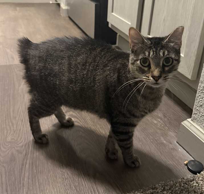 Photo of Poppy