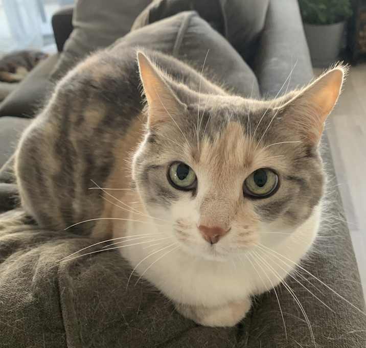 Photo of Coco