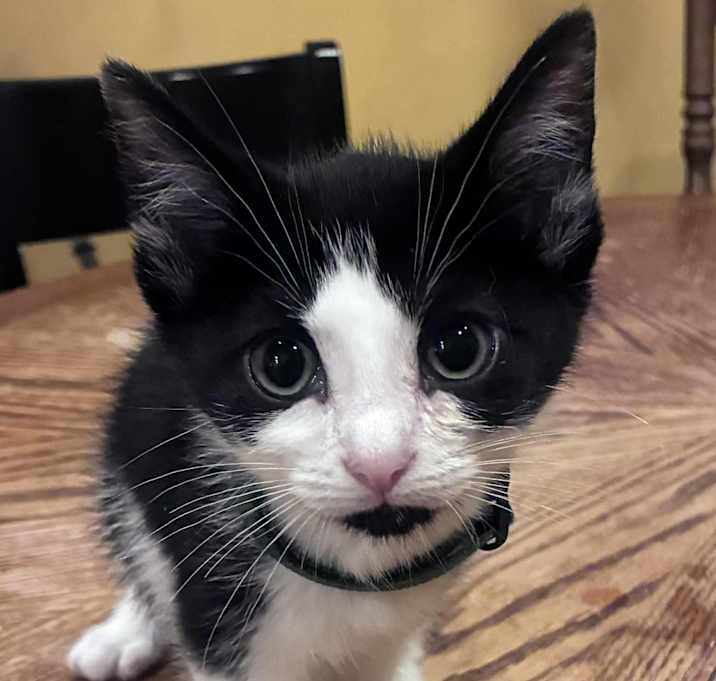 Photo of Oreo