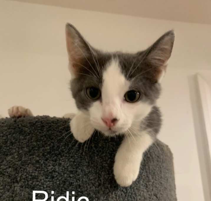 Photo of Ridic