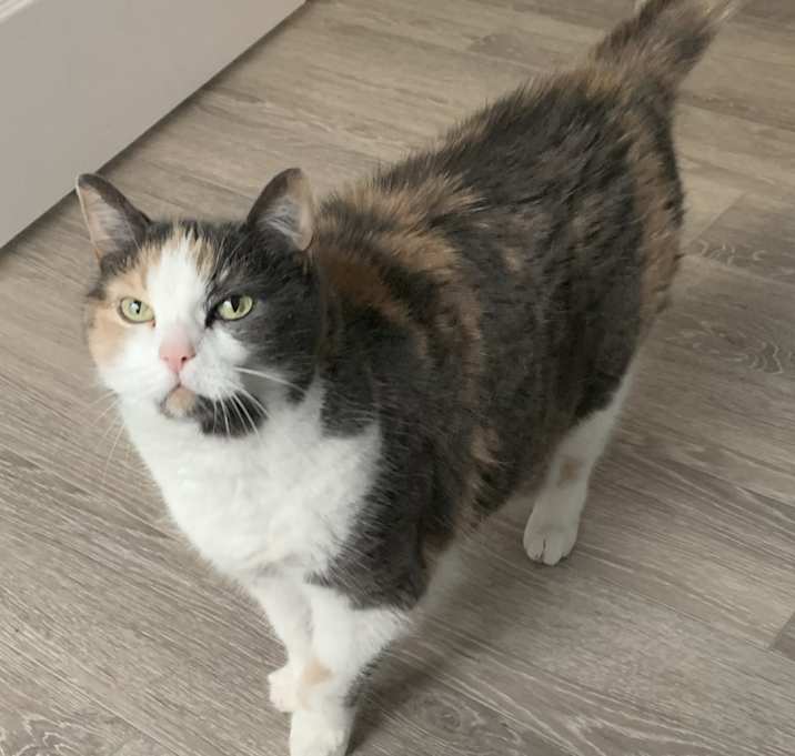 Photo of Phantom