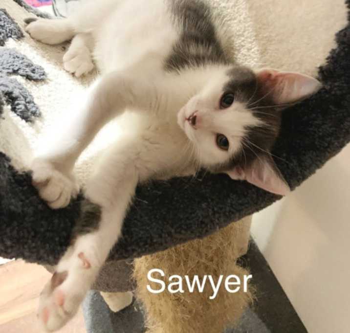 Photo of Sawyer