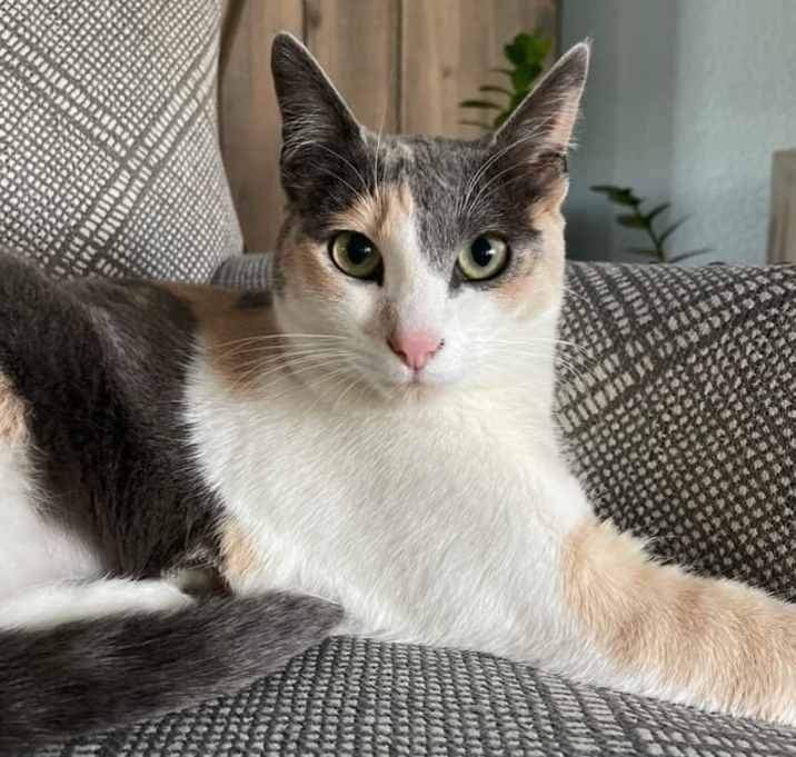 Photo of Luna