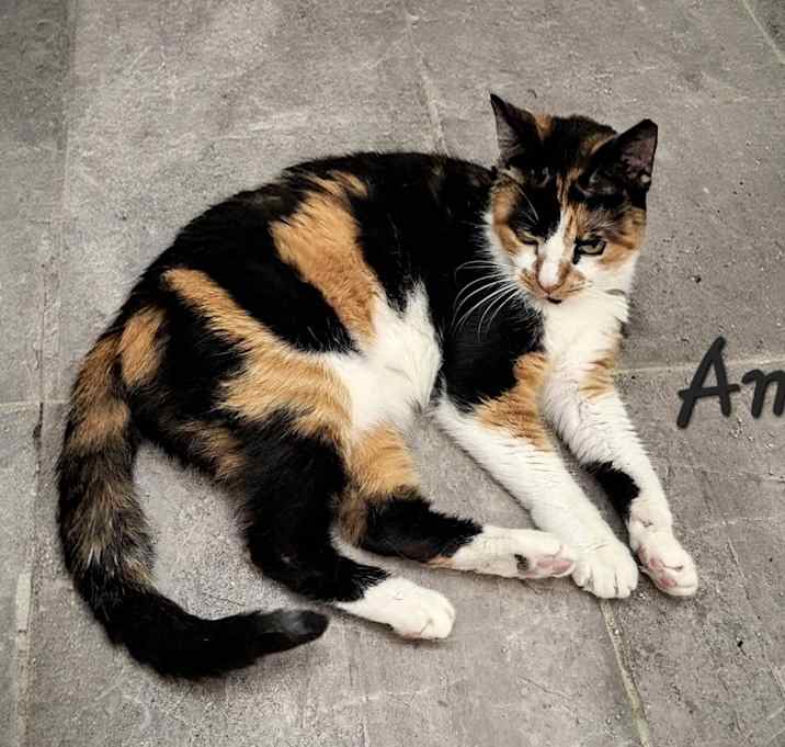 Photo of Amy #purr-tacular