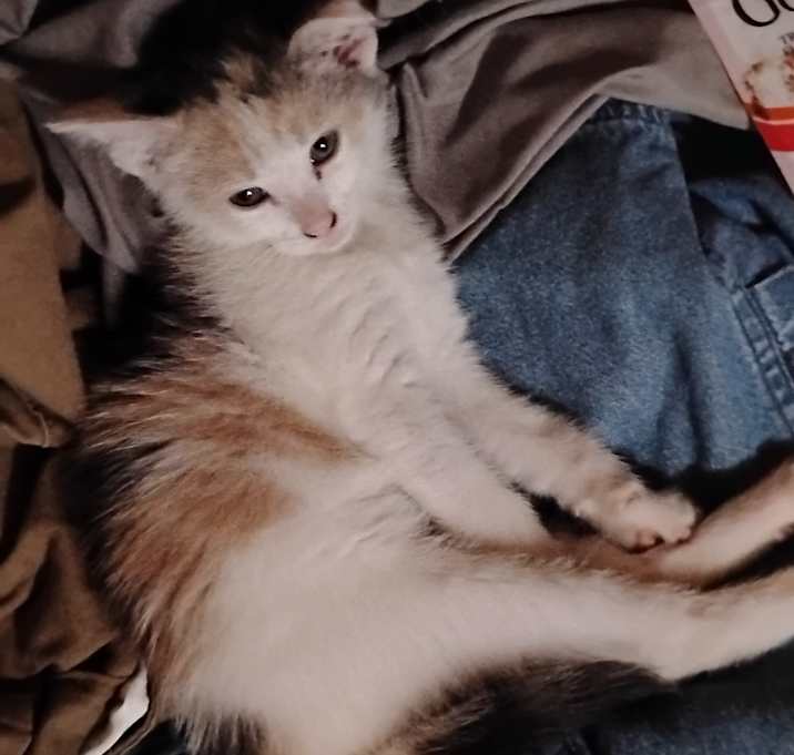 Photo of Dilute Calico / Dilute Pinky Tan