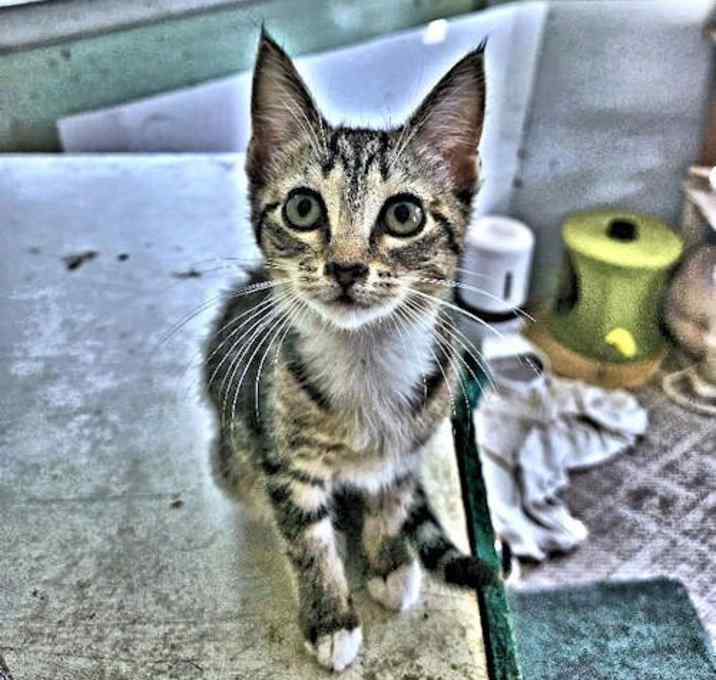 Photo of Presley