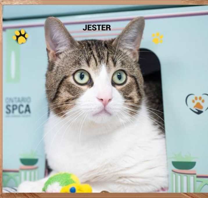 Photo of Jester