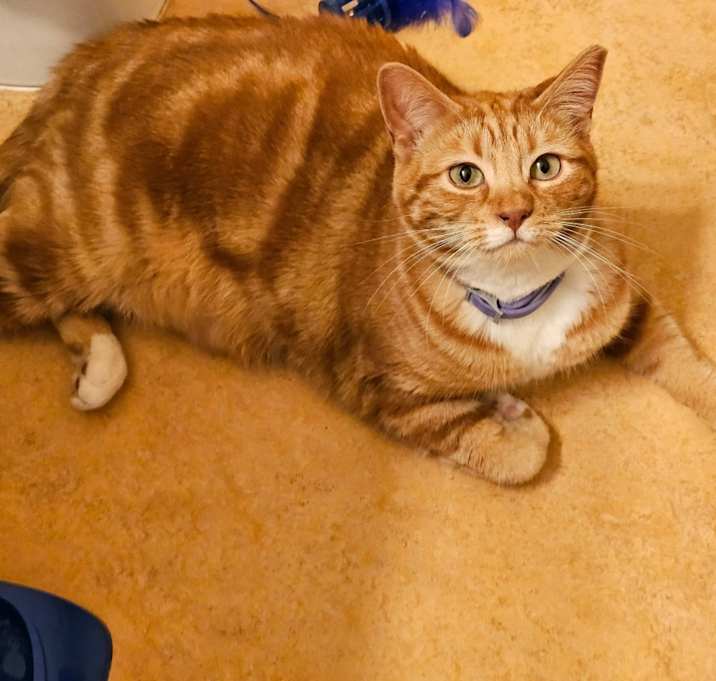 Photo of Garfield