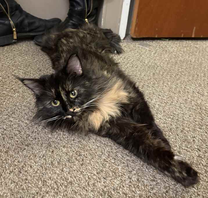 Photo of Puff