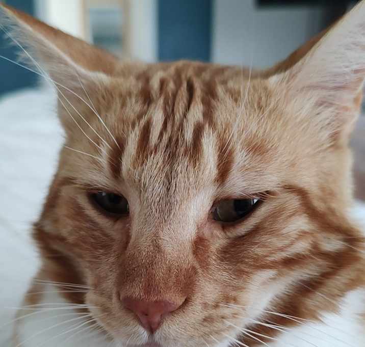 Photo of Buttercup