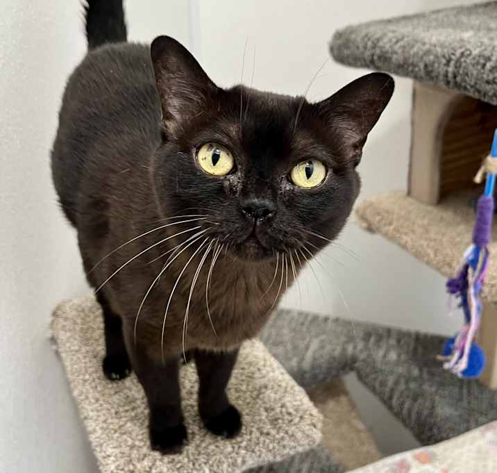 Photo of Mochi