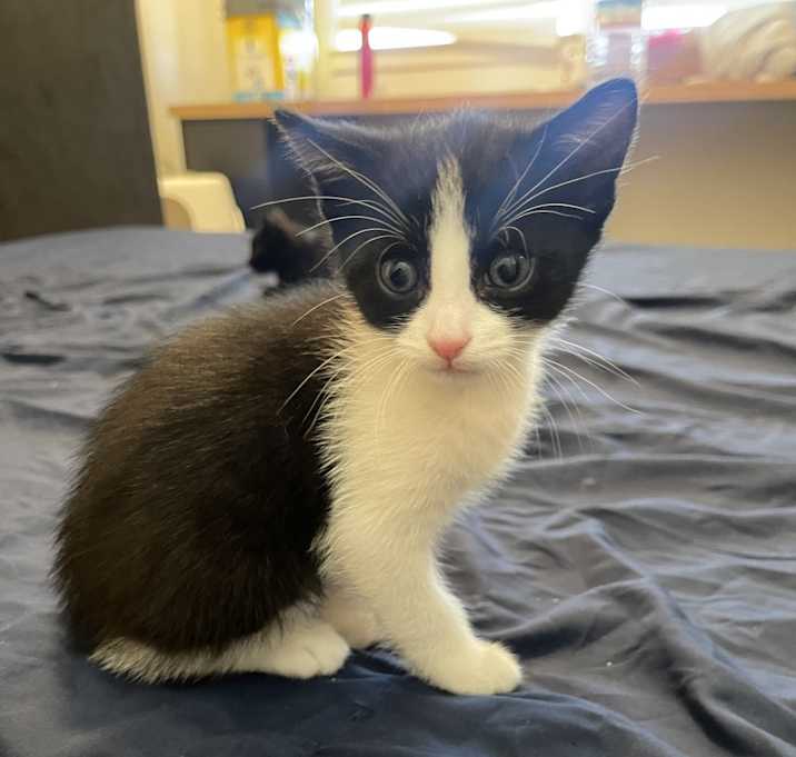 Photo of Peanut