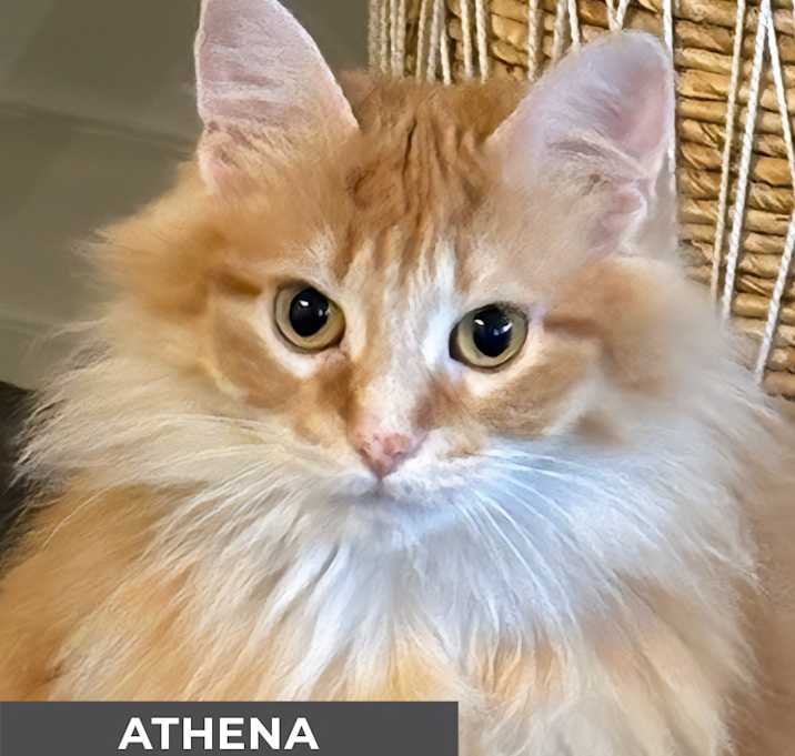 Photo of Athena