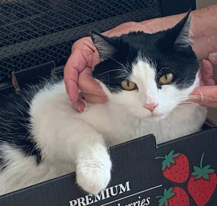 Photo of Gato
