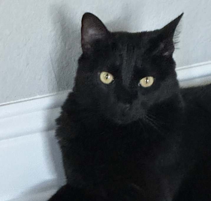 Photo of Panther