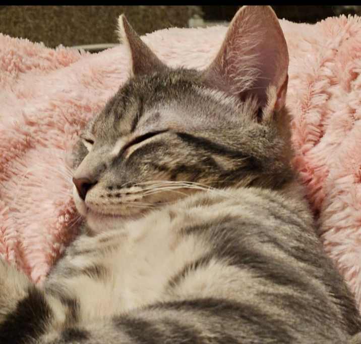 Photo of Rumtumtigger